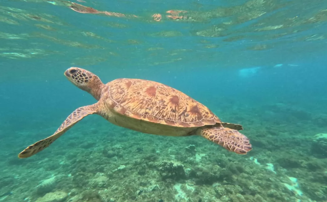 Turtle swimming at Apo Island