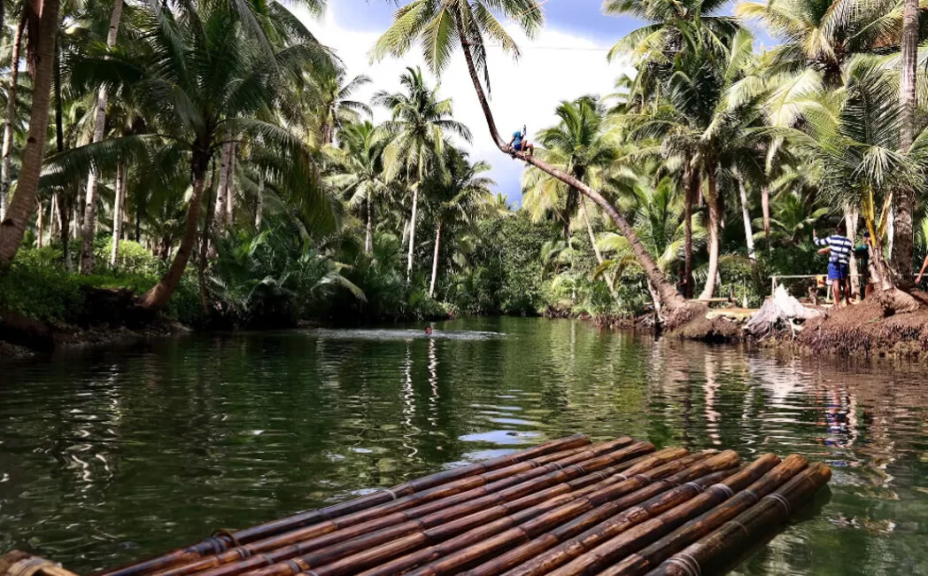 Maaasin River with bent palm tree in Siargao 