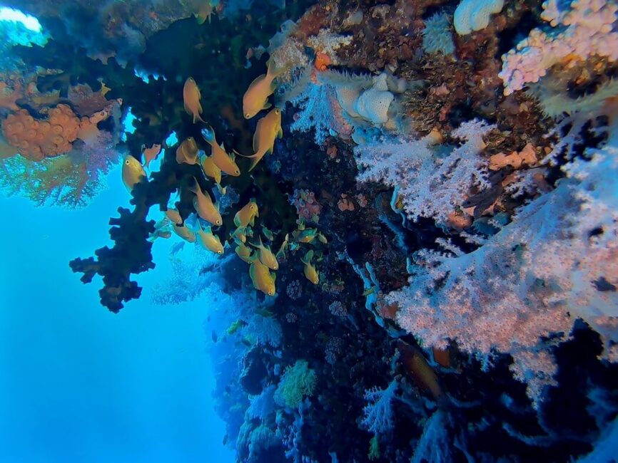 Pescador Island Corals
