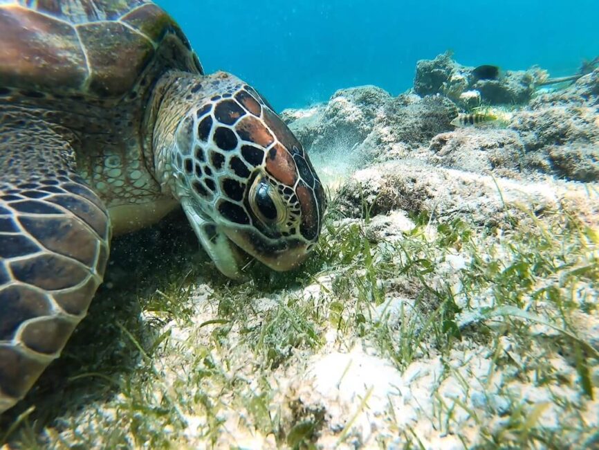 Panagsama Beach Moalboal Turtle