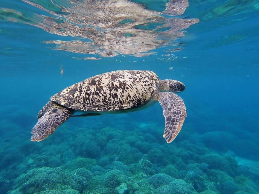 Pescador Island Turtle Swimming