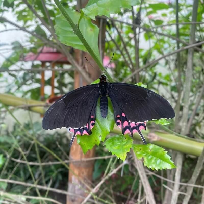 Atitlan Nature Reserve Panajchel