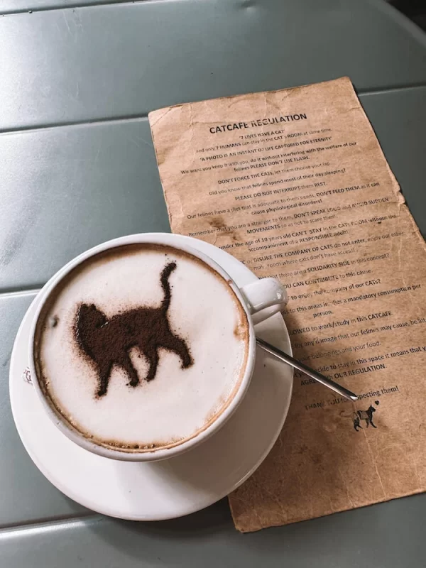 Unusual Things To Do in Porto - Cat Cafe