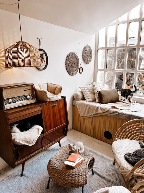 Unusual Things To Do in Porto - Cat Cafe