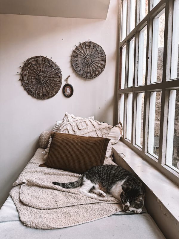 Unusual Things To Do in Porto - Cat Cafe