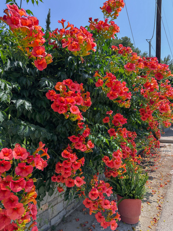 Vibrant flowers - things to do in aegina