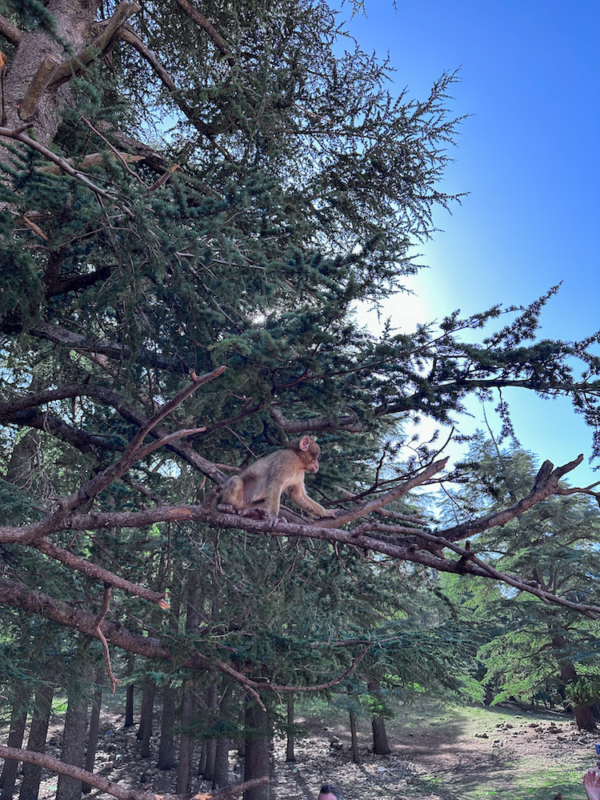 Cedar Forest & Barbary Apes