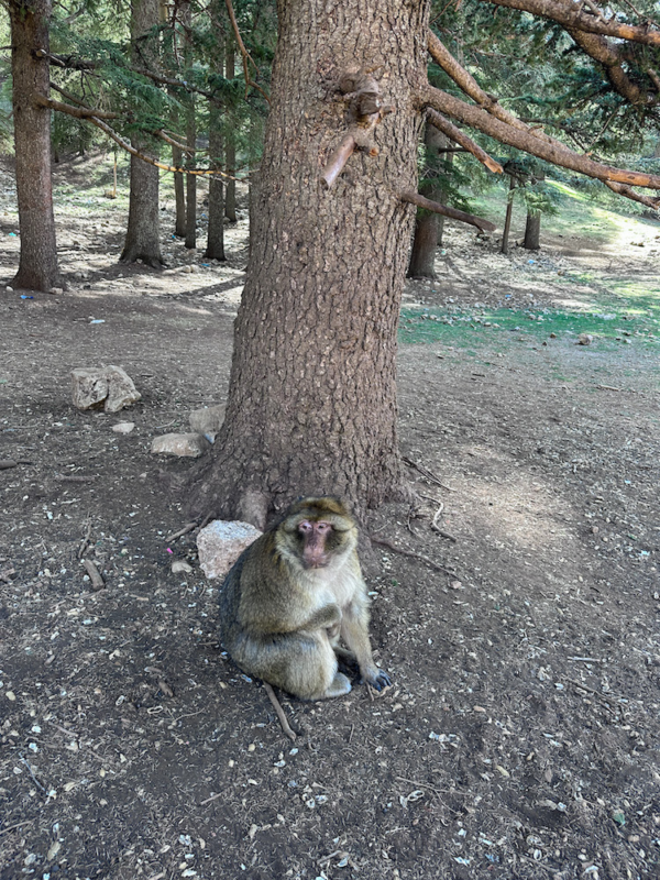Cedar Forest & Barbary Apes
